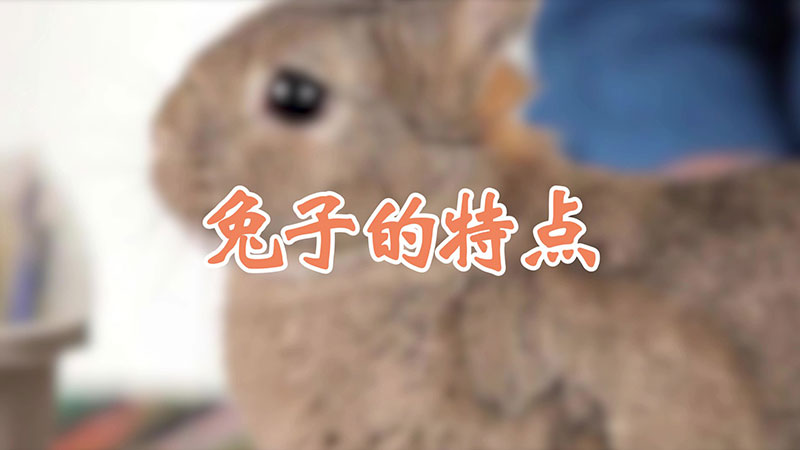 兔子的特点