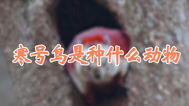 寒号鸟是种什么动物