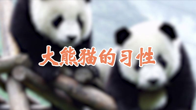 大熊猫的习性