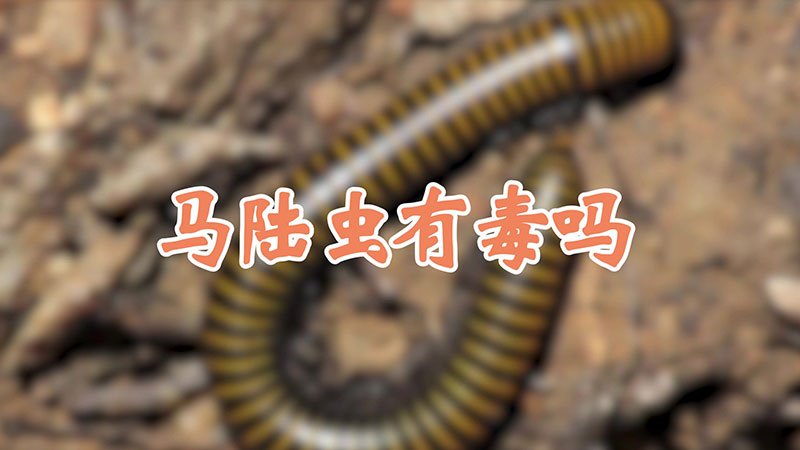 马陆虫有毒吗