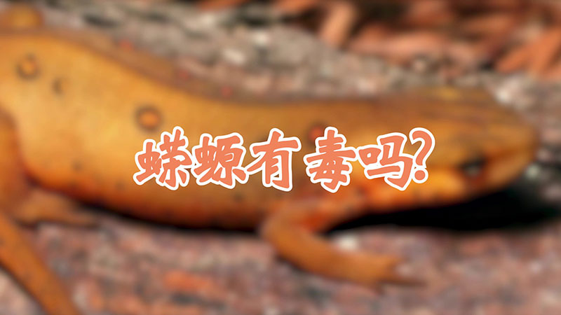 蝾螈有毒吗?