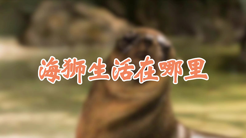海狮生活在哪里