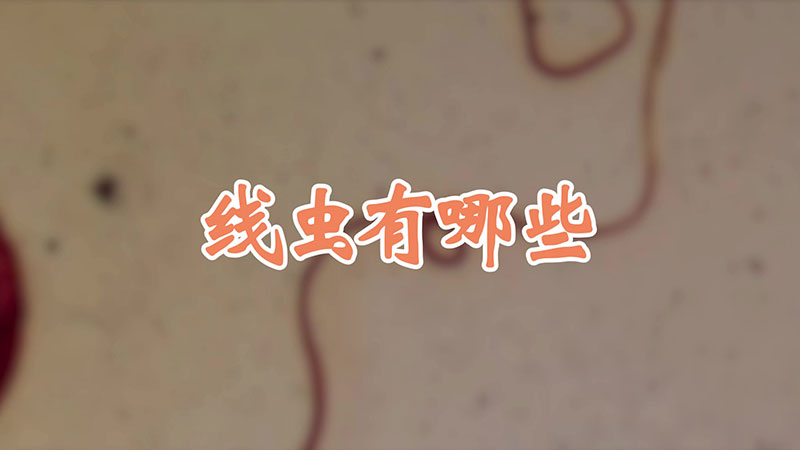 线虫有哪些