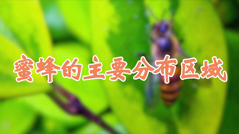 蜜蜂的主要分布区域