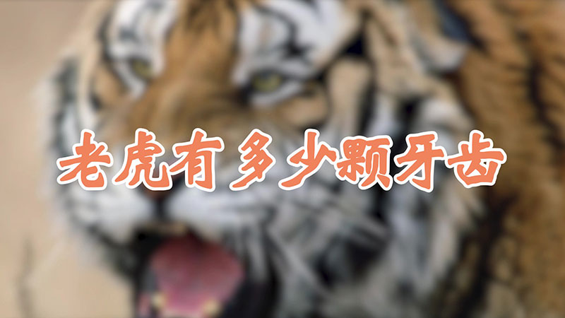老虎有多少颗牙齿