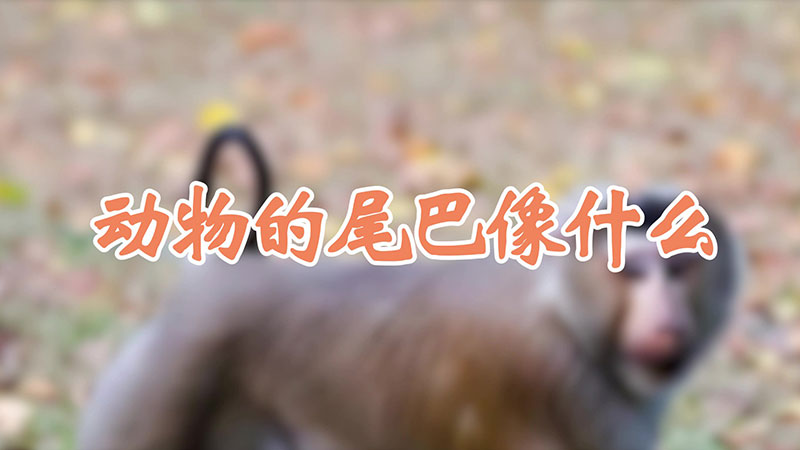 动物的尾巴像什么