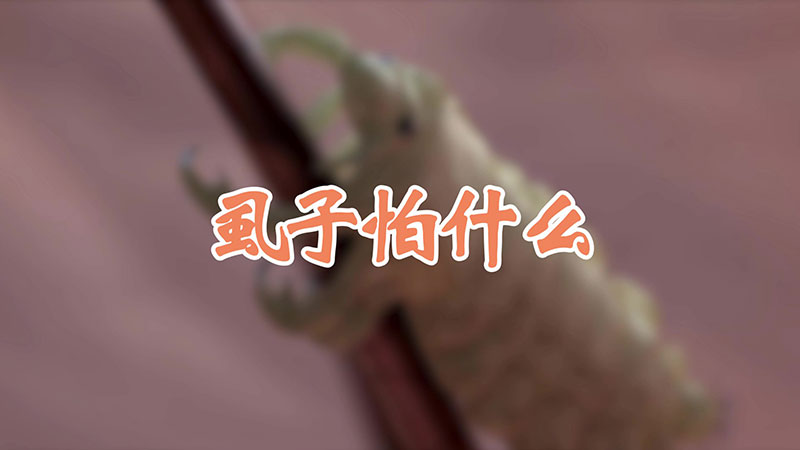 虱子怕什么