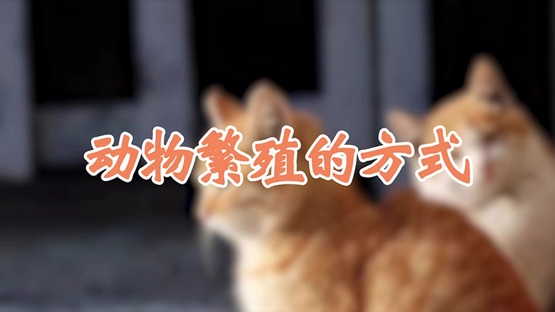 动物繁殖的方式