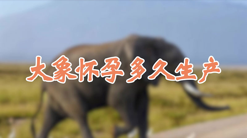 大象怀孕多久生产
