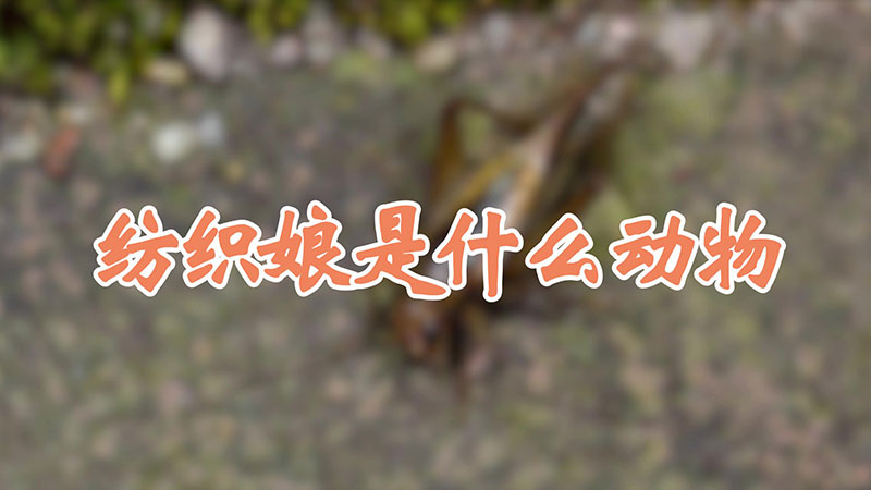 纺织娘是什么动物