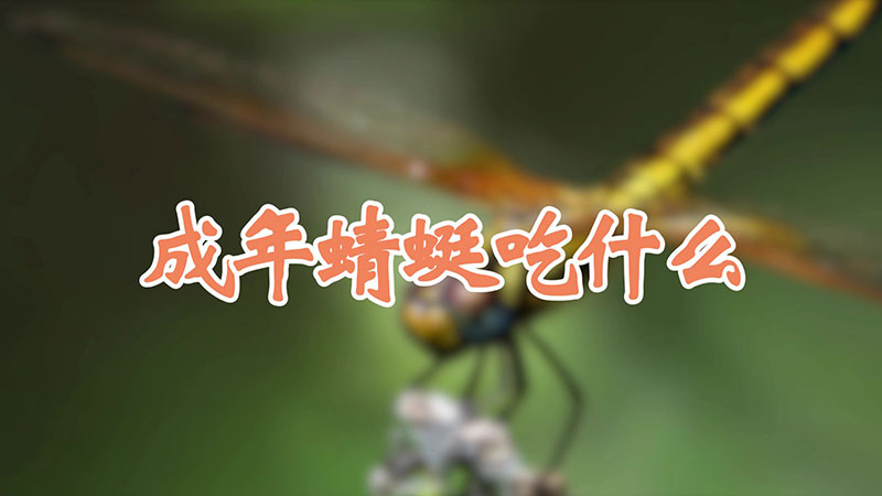 成年蜻蜓吃什么