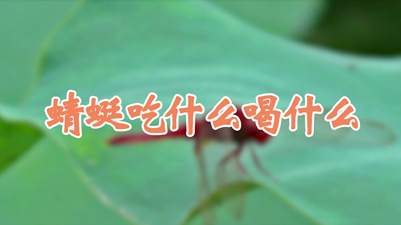蜻蜓吃什么喝什么