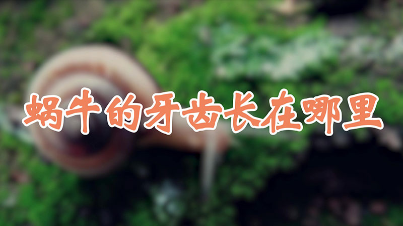 蜗牛的牙齿长在哪里