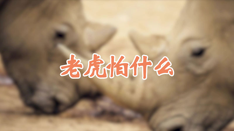 老虎怕什么