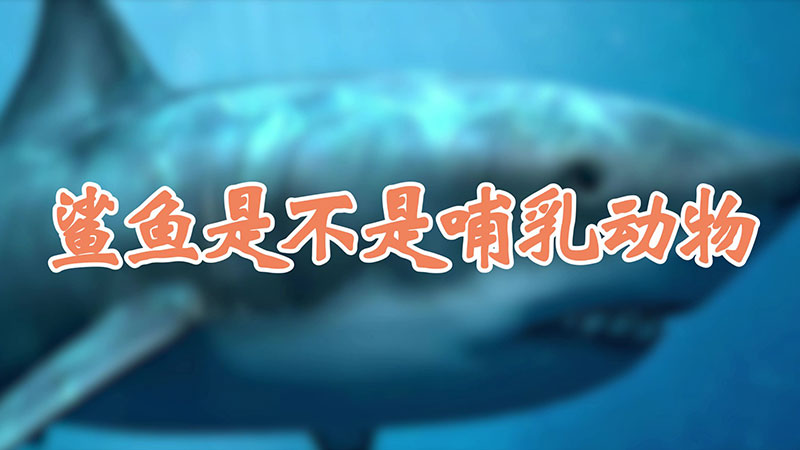 鲨鱼是不是哺乳动物