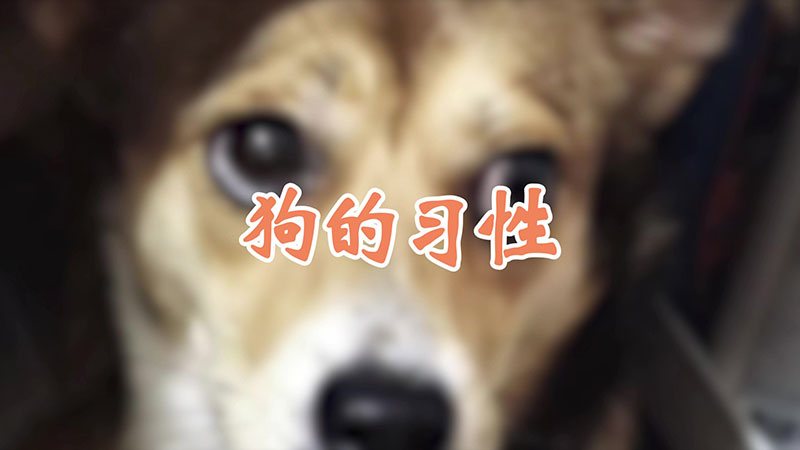 狗的习性