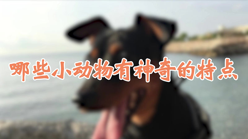 哪些小动物有神奇的特点