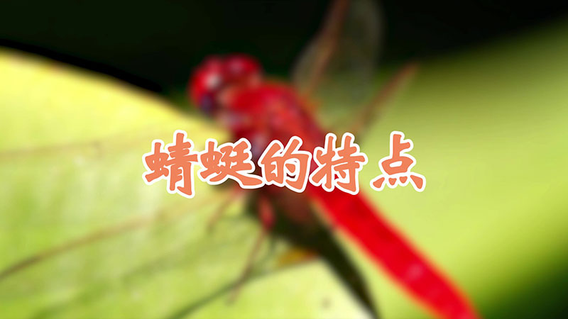 蜻蜓的特点