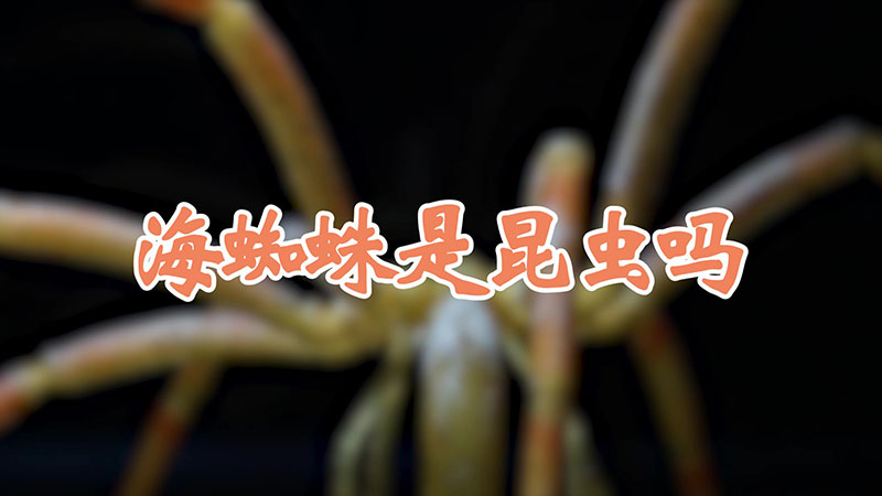 海蜘蛛是昆虫吗
