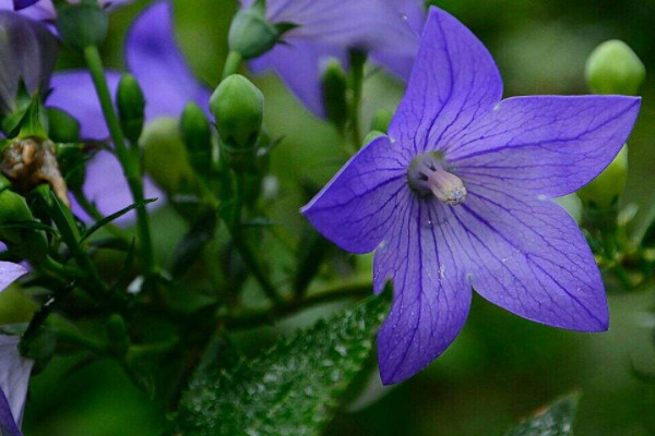 代表关爱呵护的花