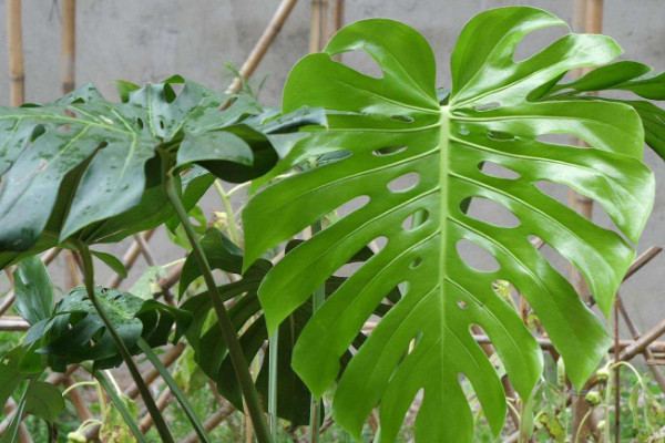 去甲醛最好的10种植物 除甲醛十大植物