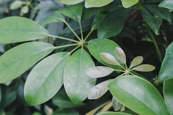 吸甲醛最好的植物排行 吸附甲醛的植物排行