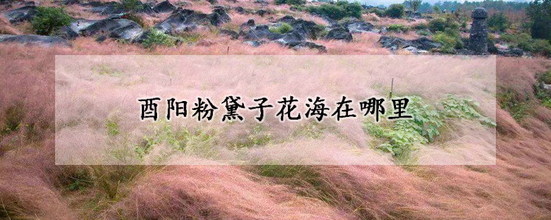 酉阳粉黛子花海在哪里