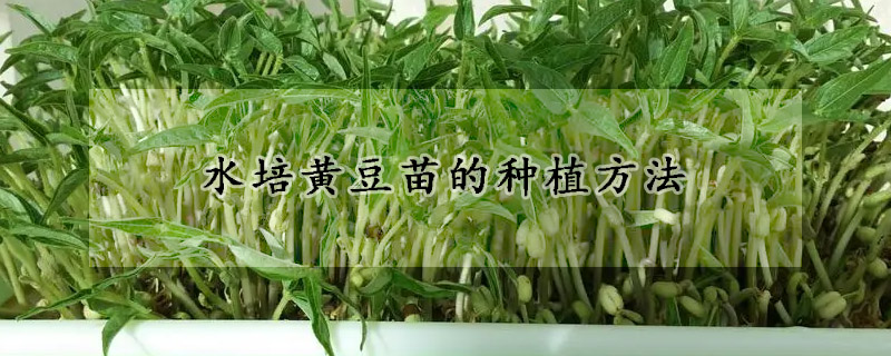 水培黄豆苗的种植方法