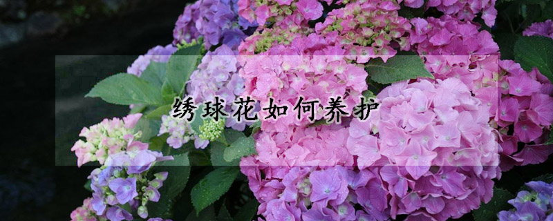 绣球花如何养护