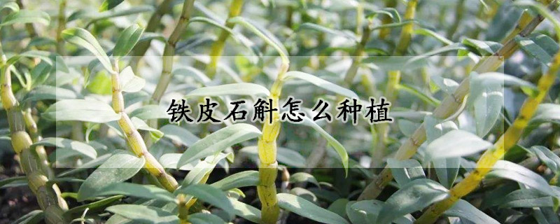 铁皮石斛怎么种植