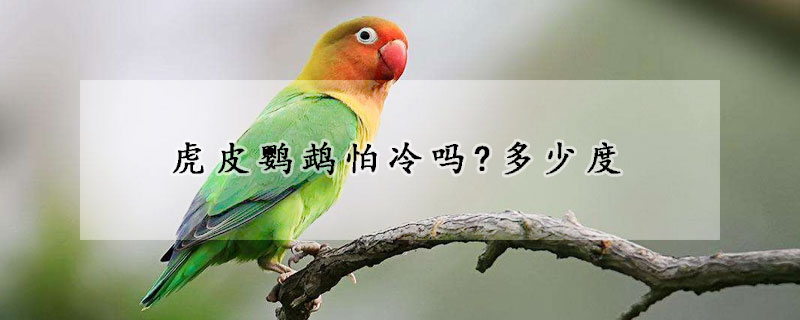 虎皮鹦鹉怕冷吗?多少度
