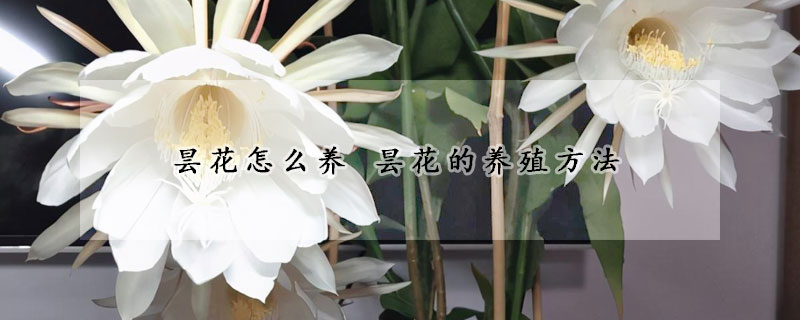 昙花怎么养 昙花的养殖方法