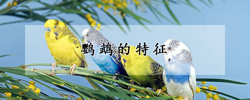 鹦鹉的特征