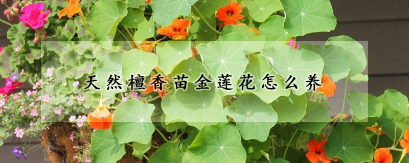 天然檀香苗金莲花怎么养