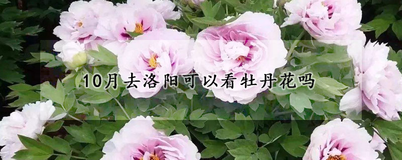 10月去洛阳可以看牡丹花吗