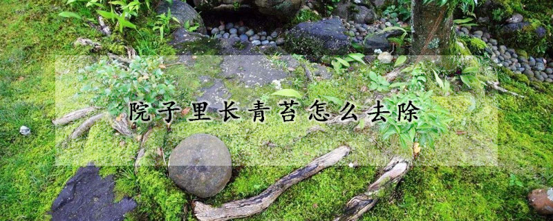 院子里长青苔怎么去除