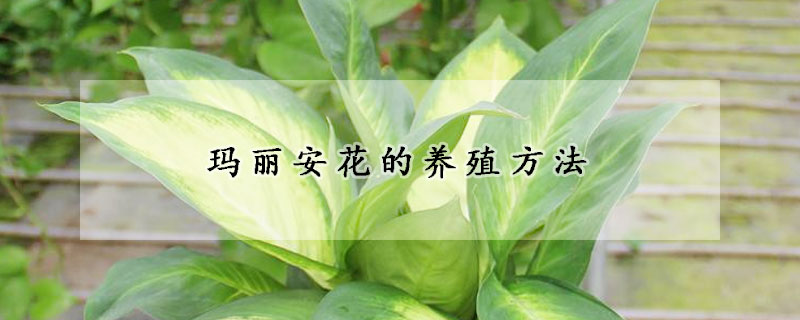 玛丽安花的养殖方法