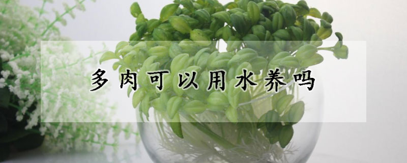 多肉可以用水养吗