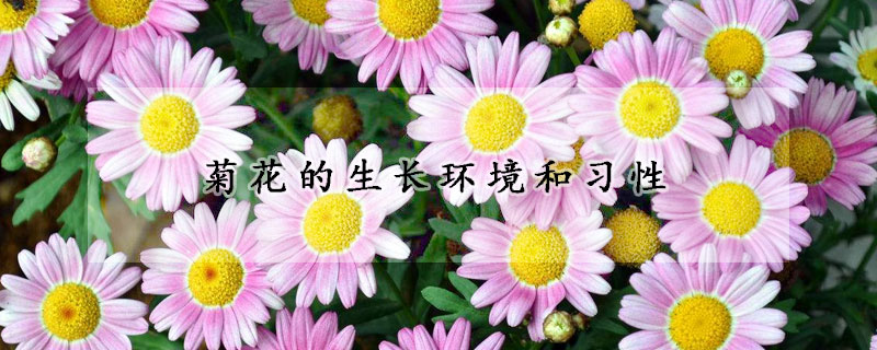 菊花的生长环境和习性