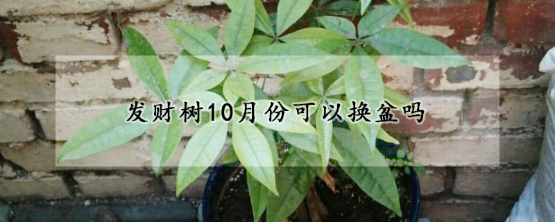 发财树10月份可以换盆吗