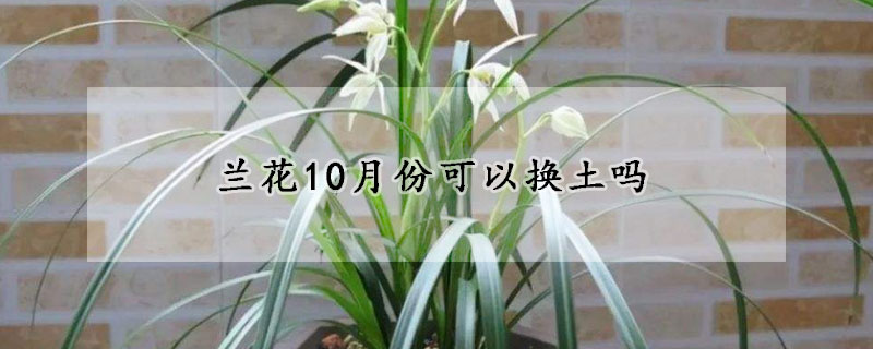 兰花10月份可以换土吗