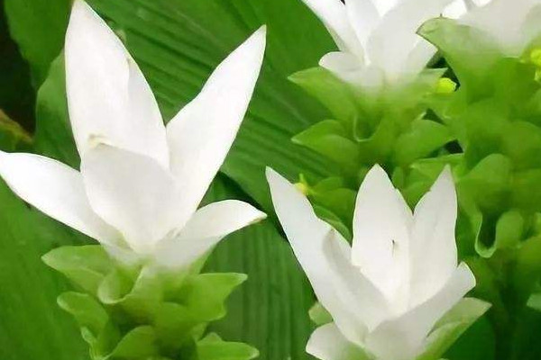 姜花的花语和寓意