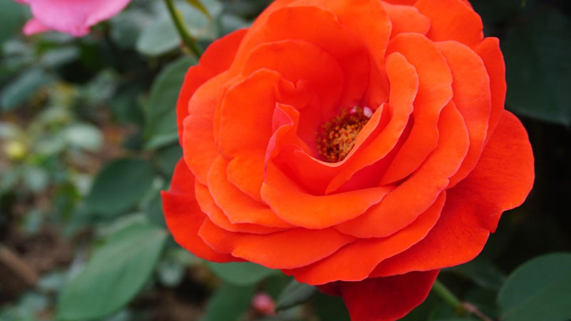 月季花是什么颜色