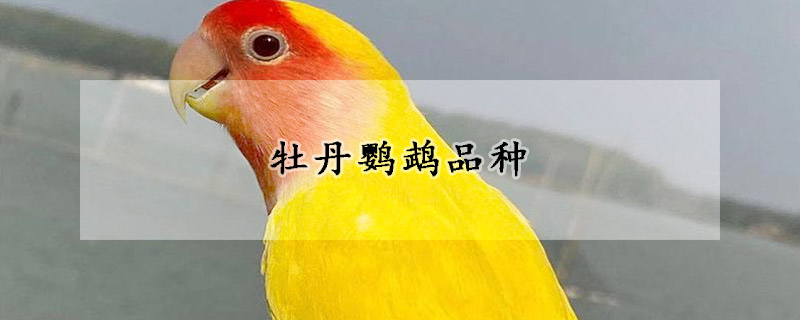 牡丹鹦鹉品种