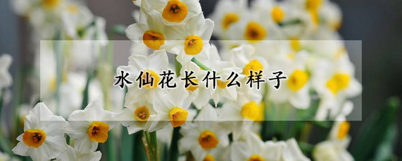 水仙花长什么样子