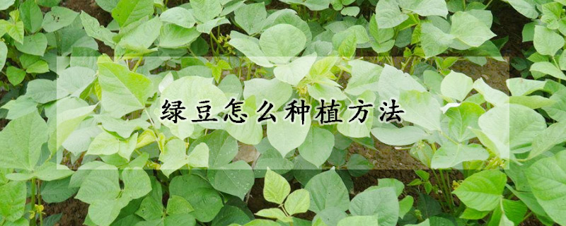 绿豆怎么种植方法