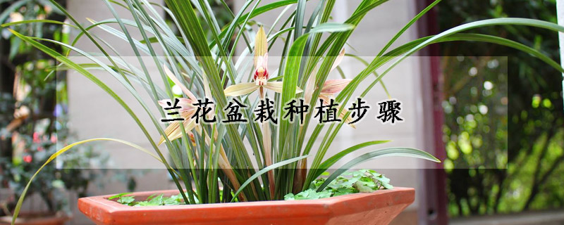 兰花盆栽种植步骤