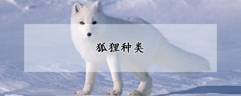 狐狸种类