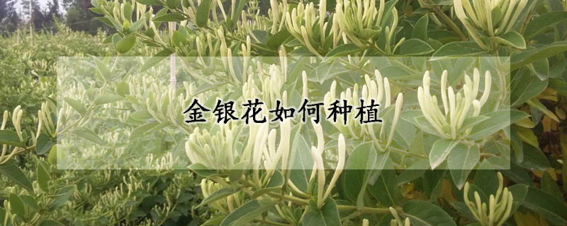 金银花如何种植