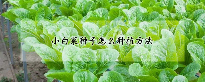 小白菜种子怎么种植方法